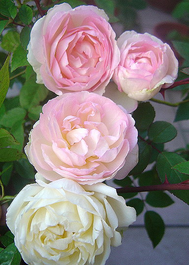 «ö¦¹¦b·sµøµ¡ÂsÄý¹Ï¤ù