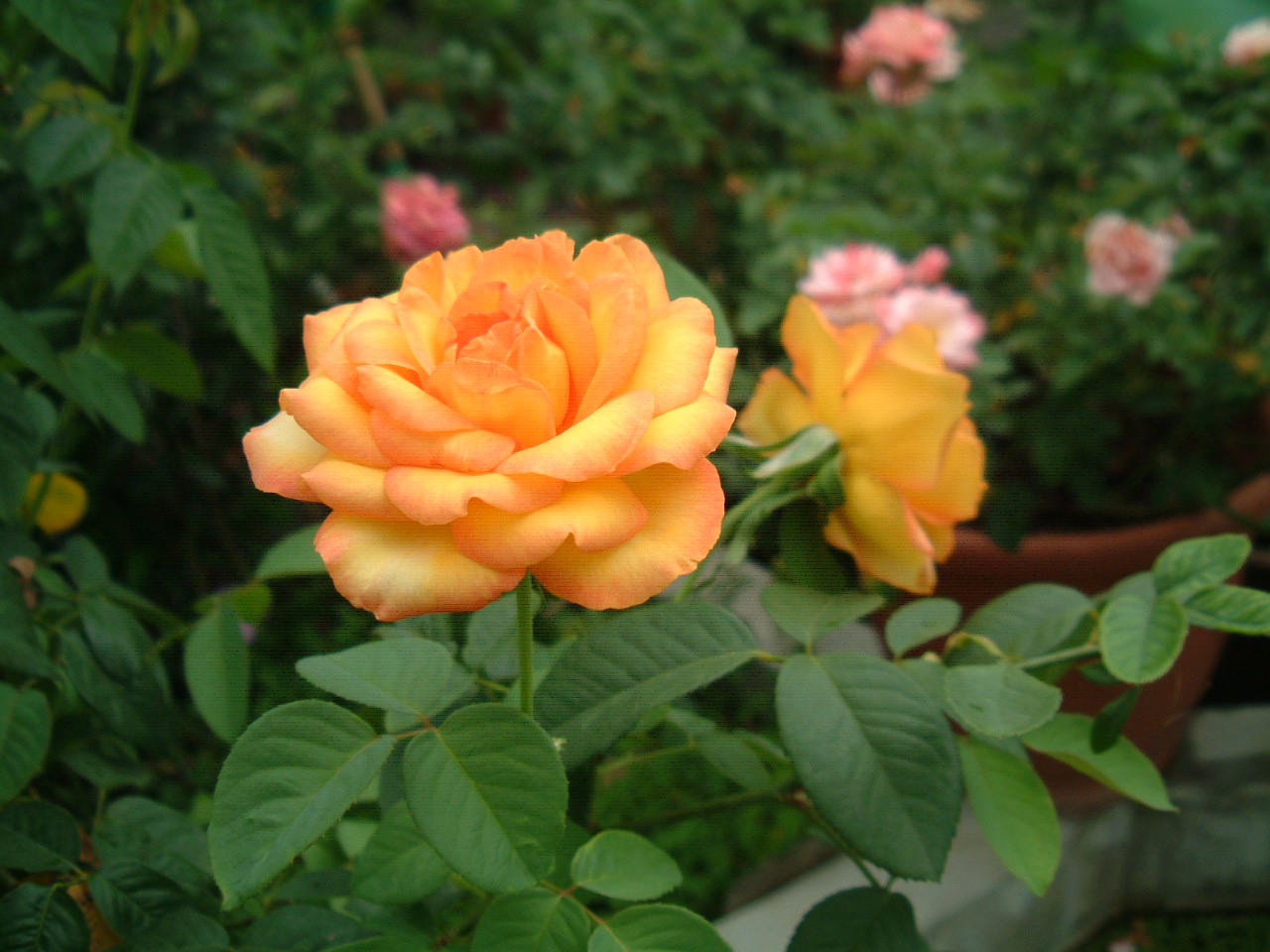 «ö¦¹¦b·sµøµ¡ÂsÄý¹Ï¤ù