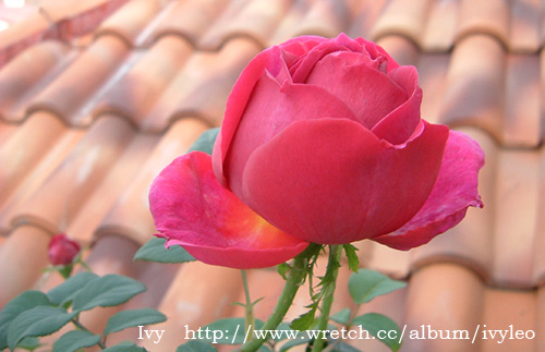 «ö¦¹¦b·sµøµ¡ÂsÄý¹Ï¤ù