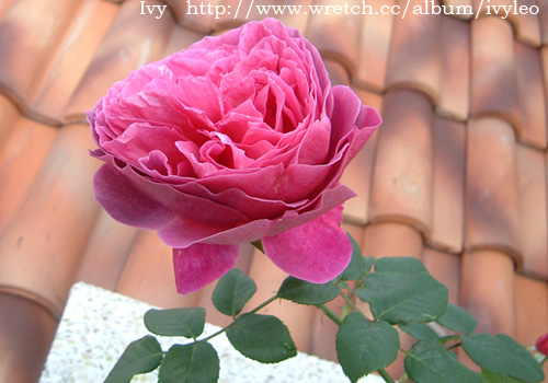 «ö¦¹¦b·sµøµ¡ÂsÄý¹Ï¤ù