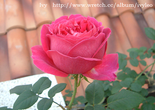 «ö¦¹¦b·sµøµ¡ÂsÄý¹Ï¤ù