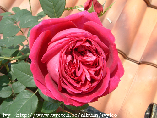 «ö¦¹¦b·sµøµ¡ÂsÄý¹Ï¤ù