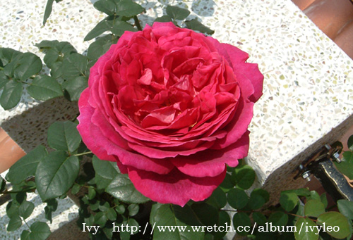 «ö¦¹¦b·sµøµ¡ÂsÄý¹Ï¤ù