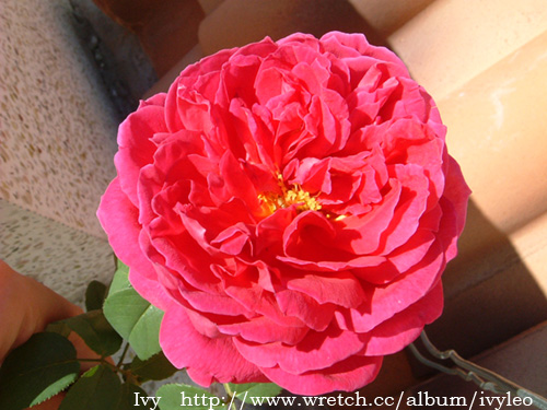 «ö¦¹¦b·sµøµ¡ÂsÄý¹Ï¤ù