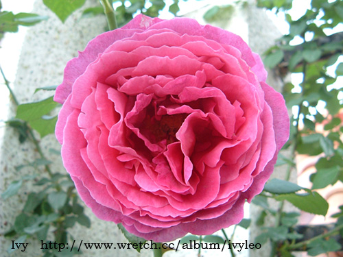 «ö¦¹¦b·sµøµ¡ÂsÄý¹Ï¤ù