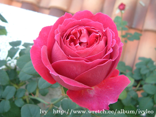 «ö¦¹¦b·sµøµ¡ÂsÄý¹Ï¤ù