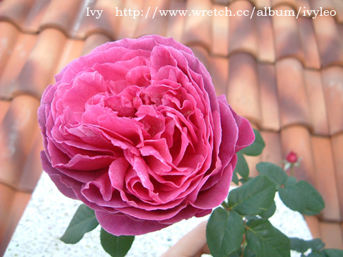 «ö¦¹¦b·sµøµ¡ÂsÄý¹Ï¤ù