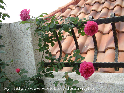 «ö¦¹¦b·sµøµ¡ÂsÄý¹Ï¤ù