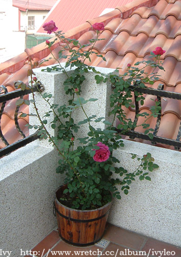 «ö¦¹¦b·sµøµ¡ÂsÄý¹Ï¤ù