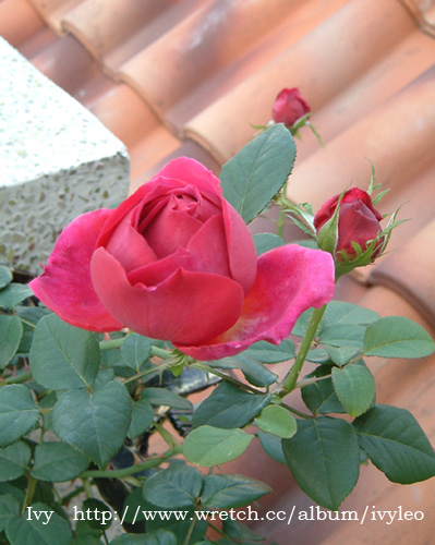 «ö¦¹¦b·sµøµ¡ÂsÄý¹Ï¤ù