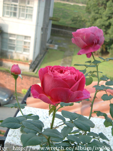 «ö¦¹¦b·sµøµ¡ÂsÄý¹Ï¤ù