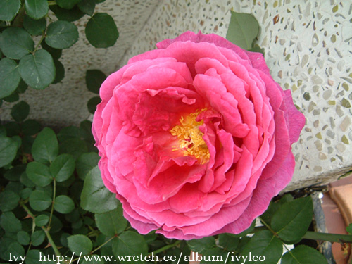 «ö¦¹¦b·sµøµ¡ÂsÄý¹Ï¤ù