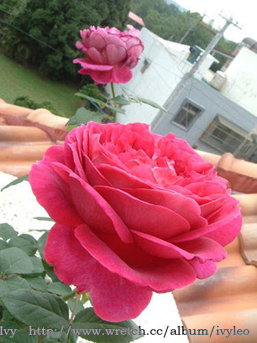 «ö¦¹¦b·sµøµ¡ÂsÄý¹Ï¤ù