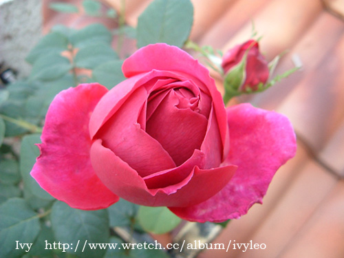 «ö¦¹¦b·sµøµ¡ÂsÄý¹Ï¤ù