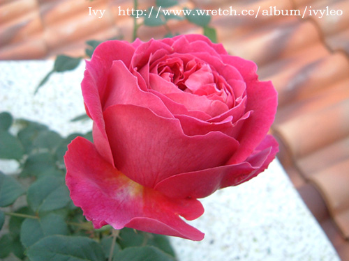 «ö¦¹¦b·sµøµ¡ÂsÄý¹Ï¤ù