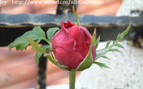 «ö¦¹¦b·sµøµ¡ÂsÄý¹Ï¤ù