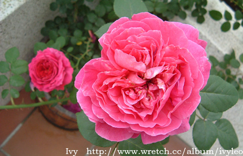 «ö¦¹¦b·sµøµ¡ÂsÄý¹Ï¤ù