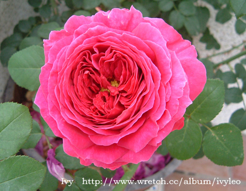 «ö¦¹¦b·sµøµ¡ÂsÄý¹Ï¤ù