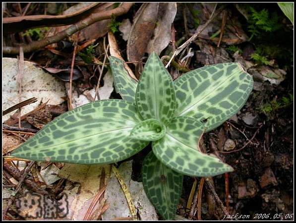 按此在新視窗瀏覽圖片