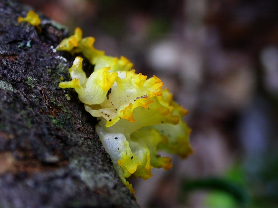 按此在新視窗瀏覽圖片