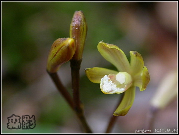 按此在新視窗瀏覽圖片