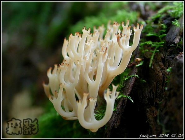 按此在新視窗瀏覽圖片