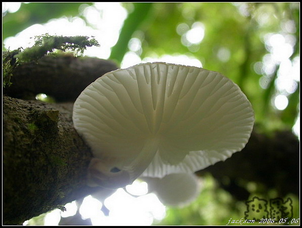 按此在新視窗瀏覽圖片