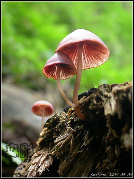 按此在新視窗瀏覽圖片