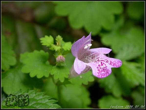 按此在新視窗瀏覽圖片