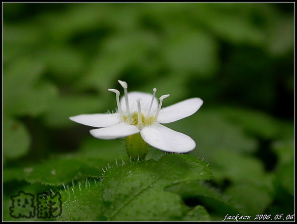 按此在新視窗瀏覽圖片