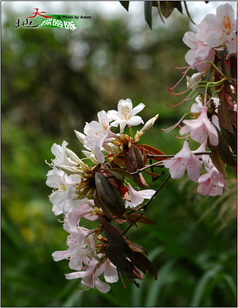 按此在新視窗瀏覽圖片