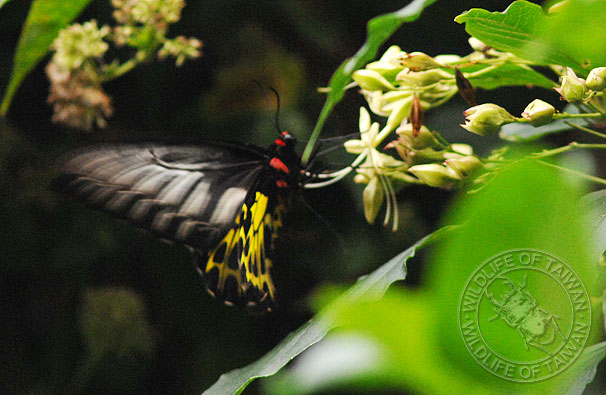 按此在新視窗瀏覽圖片