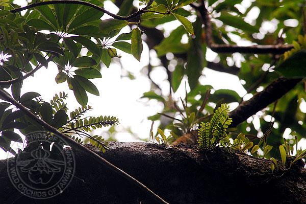 按此在新視窗瀏覽圖片