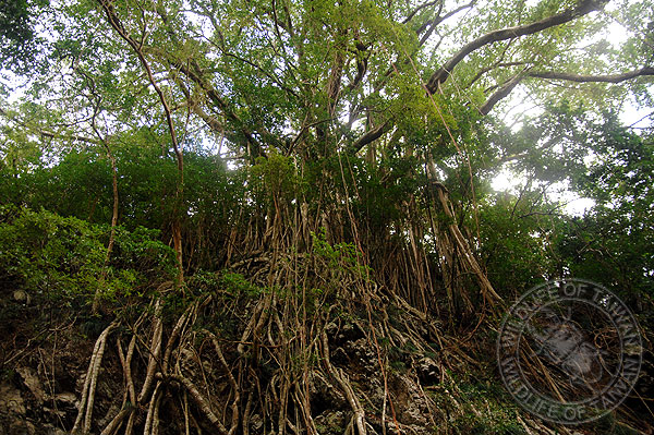 按此在新視窗瀏覽圖片