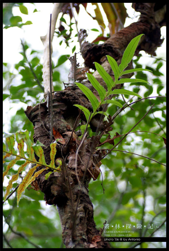 按此在新視窗瀏覽圖片