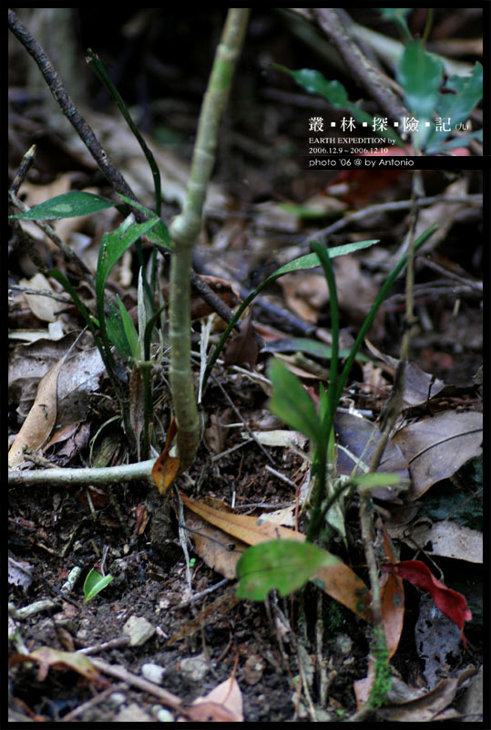 按此在新視窗瀏覽圖片