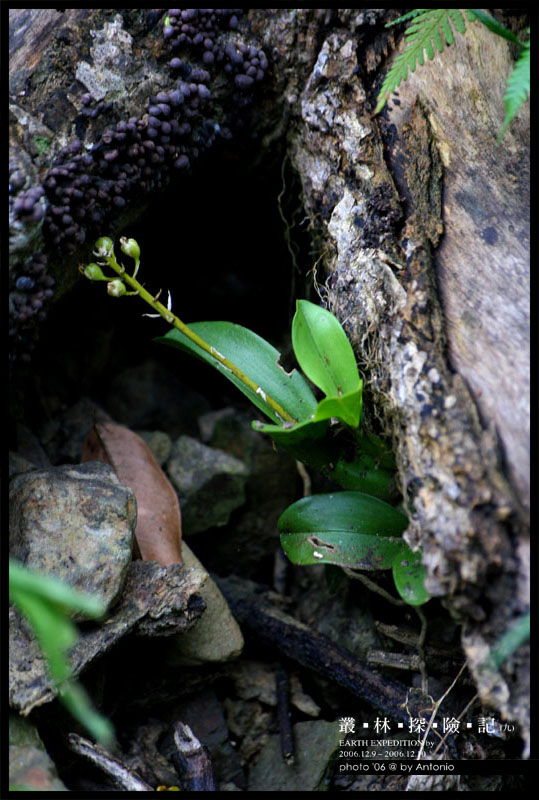 按此在新視窗瀏覽圖片