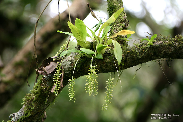按此在新視窗瀏覽圖片