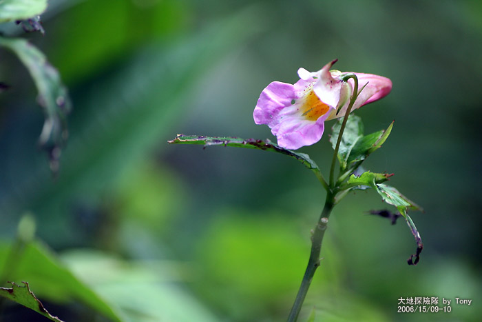 按此在新視窗瀏覽圖片