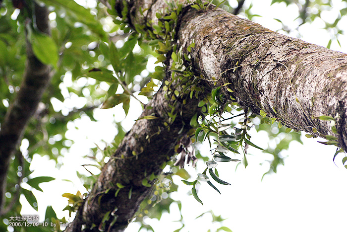 按此在新視窗瀏覽圖片