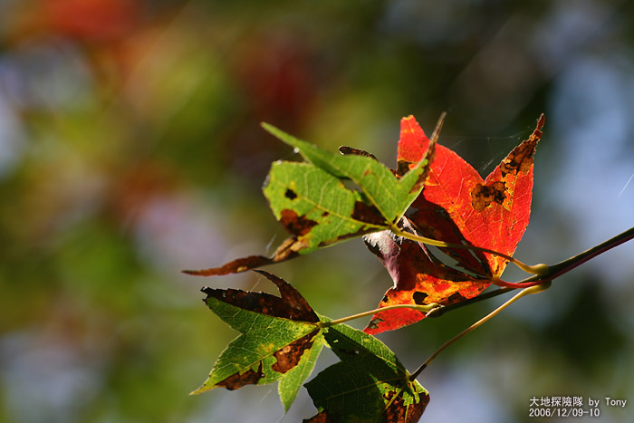 按此在新視窗瀏覽圖片