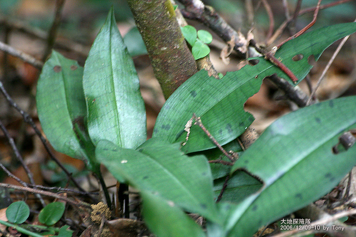 按此在新視窗瀏覽圖片