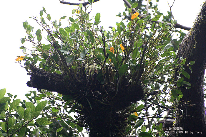 按此在新視窗瀏覽圖片