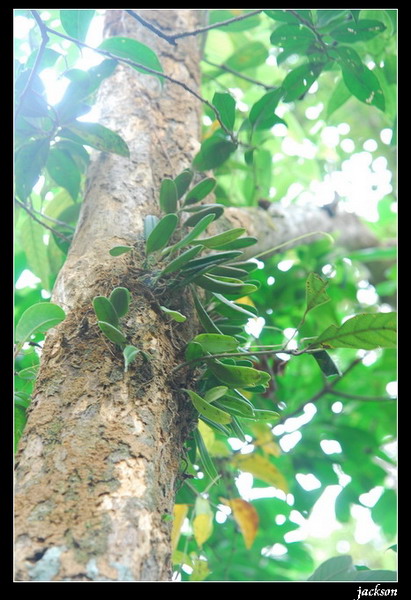 按此在新視窗瀏覽圖片