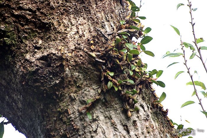 按此在新視窗瀏覽圖片