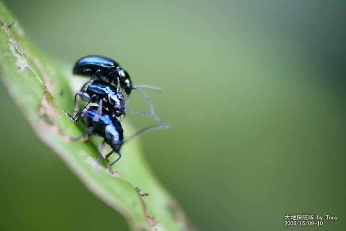 按此在新視窗瀏覽圖片