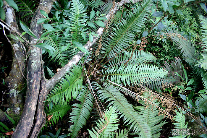 按此在新視窗瀏覽圖片