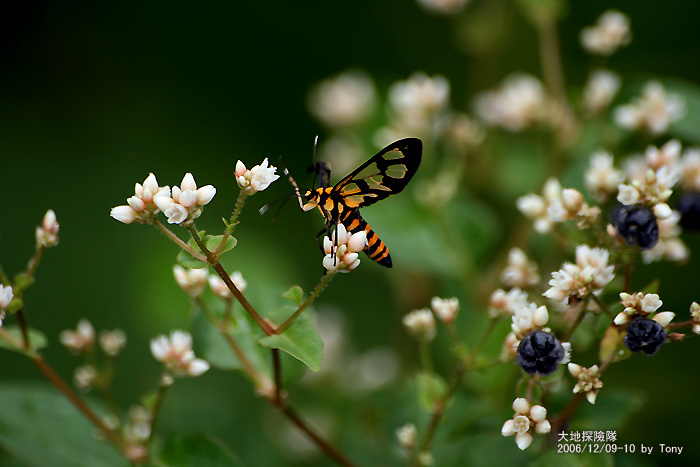 按此在新視窗瀏覽圖片