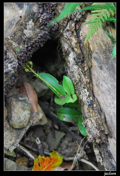 按此在新視窗瀏覽圖片