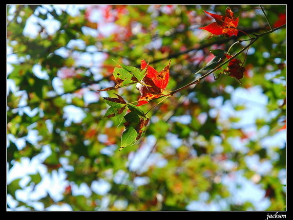 按此在新視窗瀏覽圖片